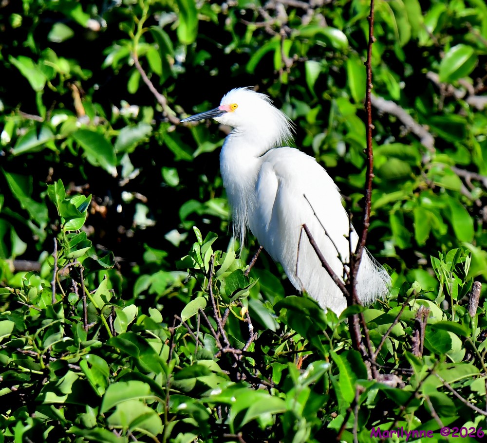 DSC_4806_001.JPG