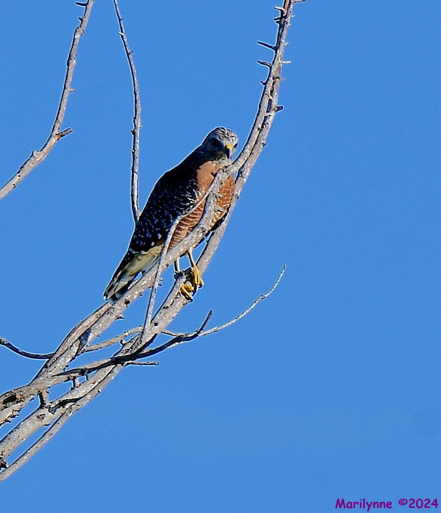 DSC_4808_001.JPG