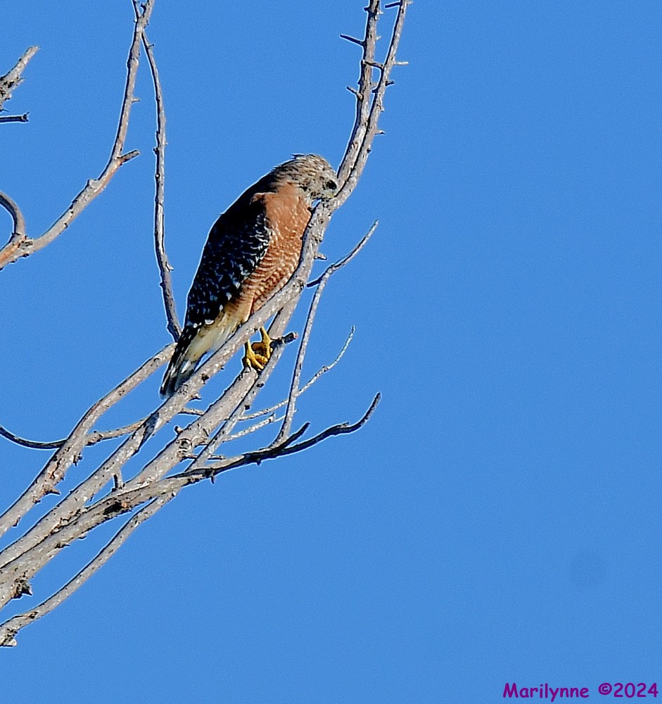 DSC_4812_001.JPG