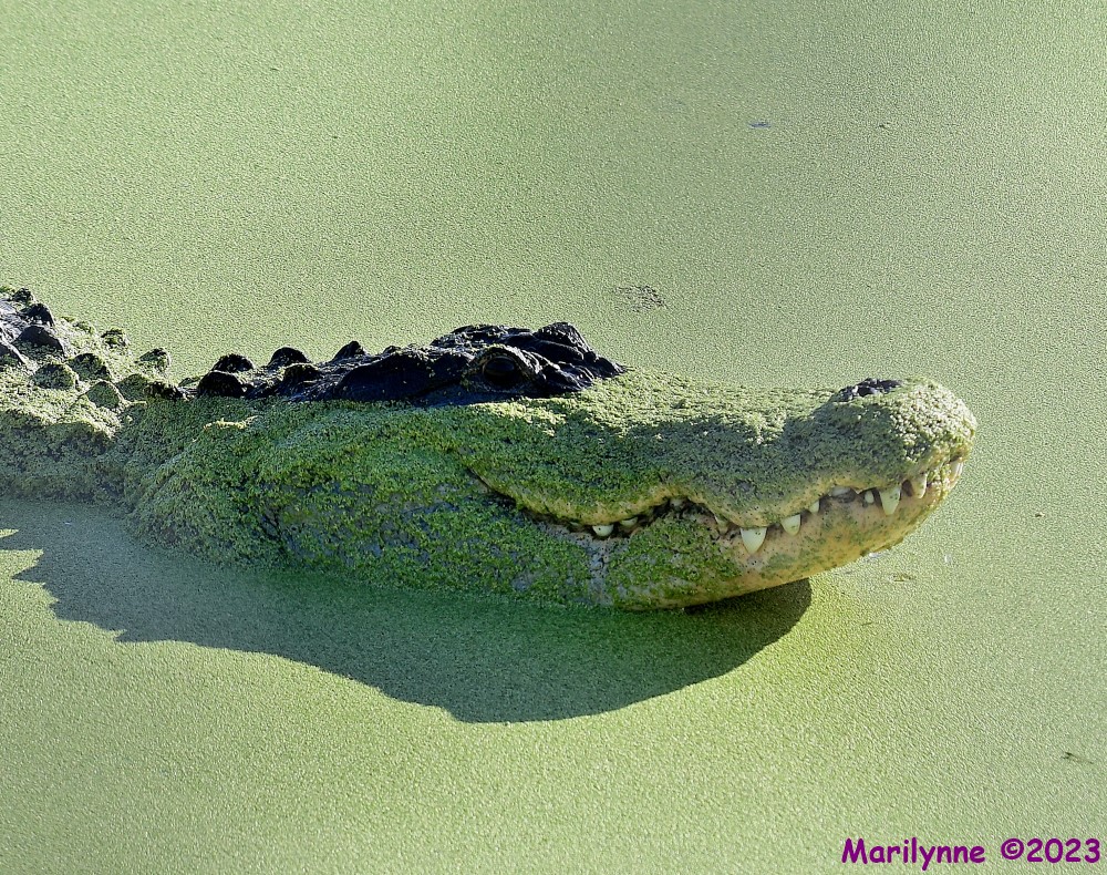 DSC_4813_001.JPG