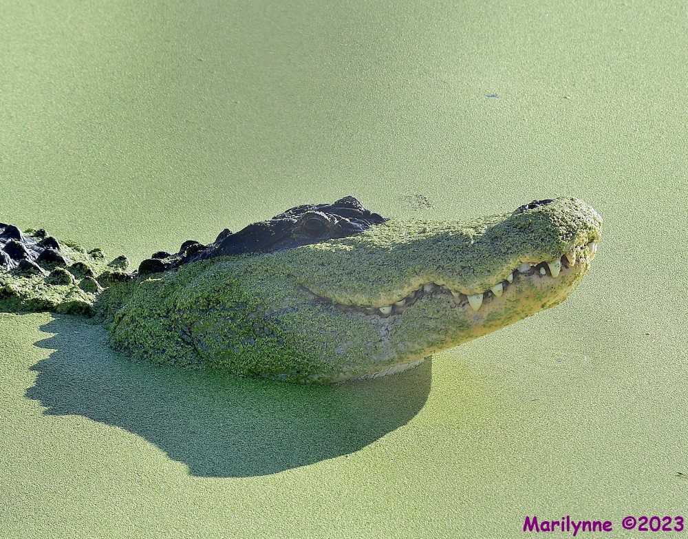 DSC_4814_001.JPG