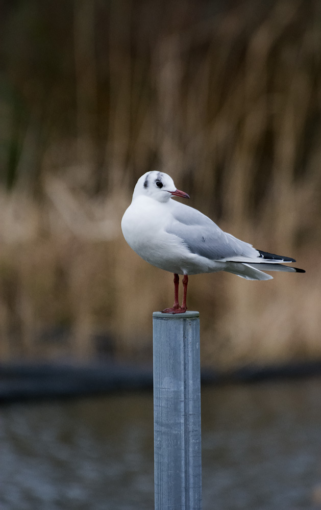 DSC_4815.jpg