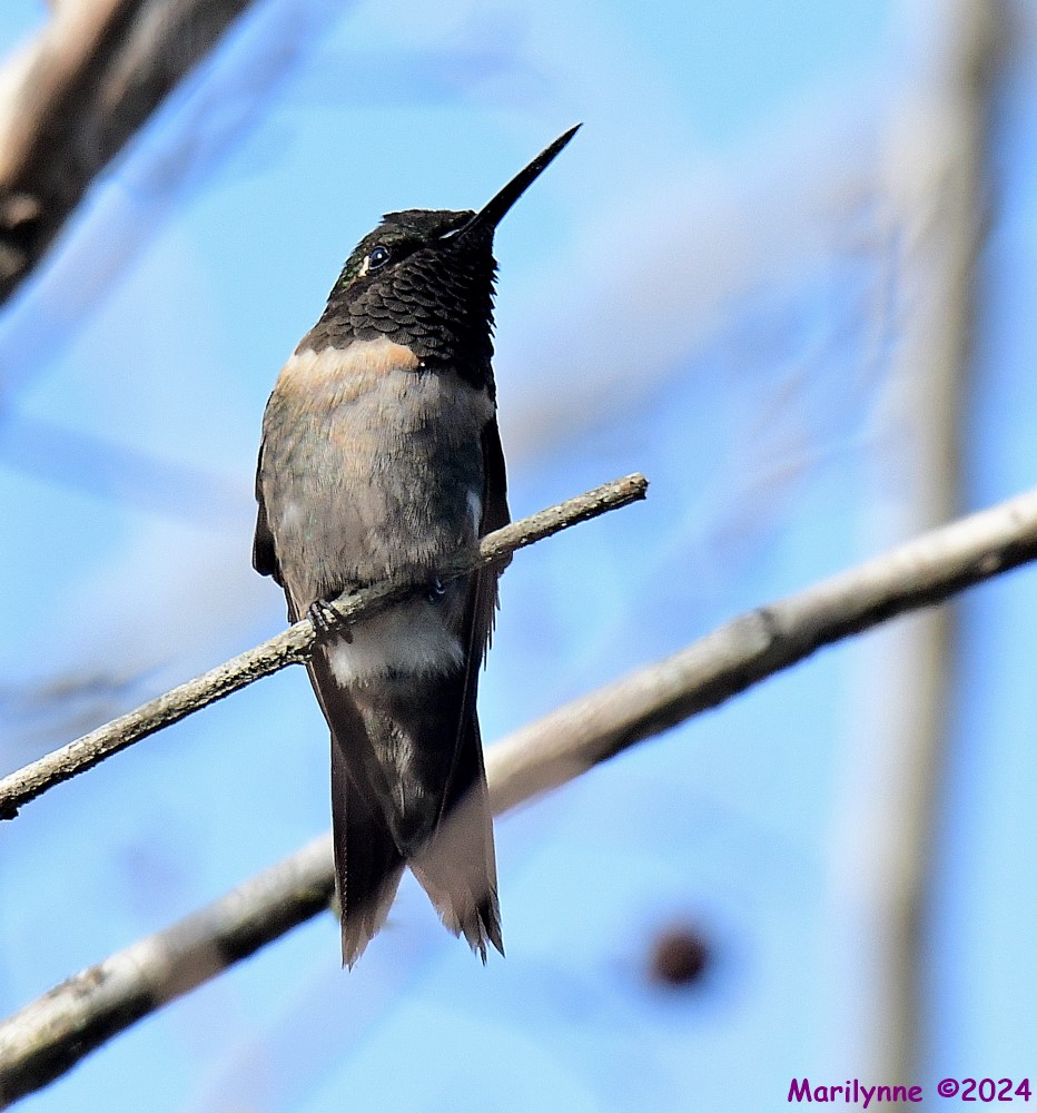 DSC_4815_001.JPG