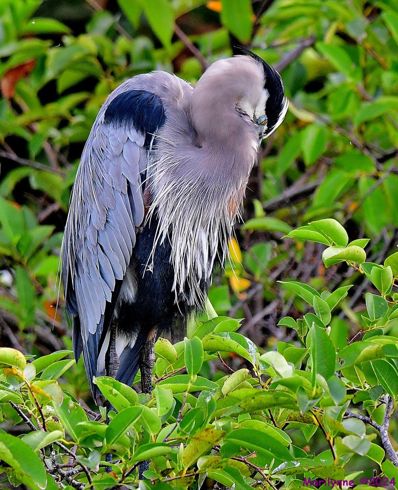 DSC_4816_001.JPG