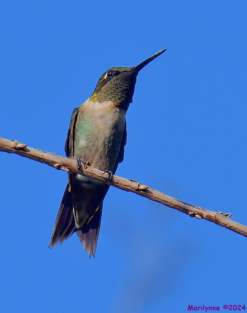 DSC_4819_001.JPG
