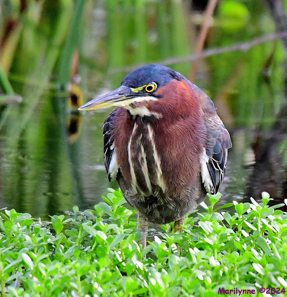 DSC_4820_001.JPG
