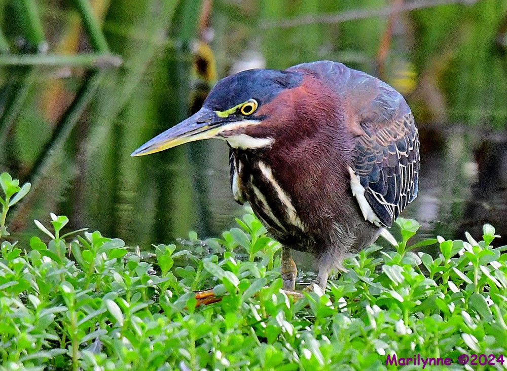DSC_4821_001.JPG