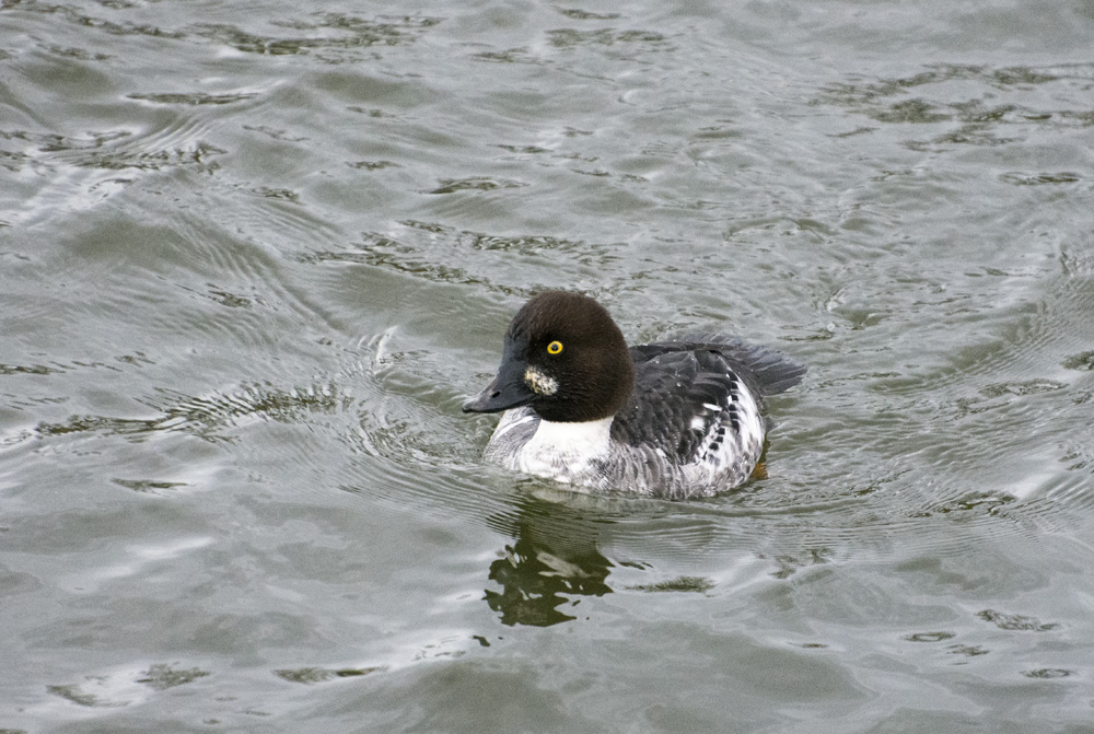 DSC_4823.jpg