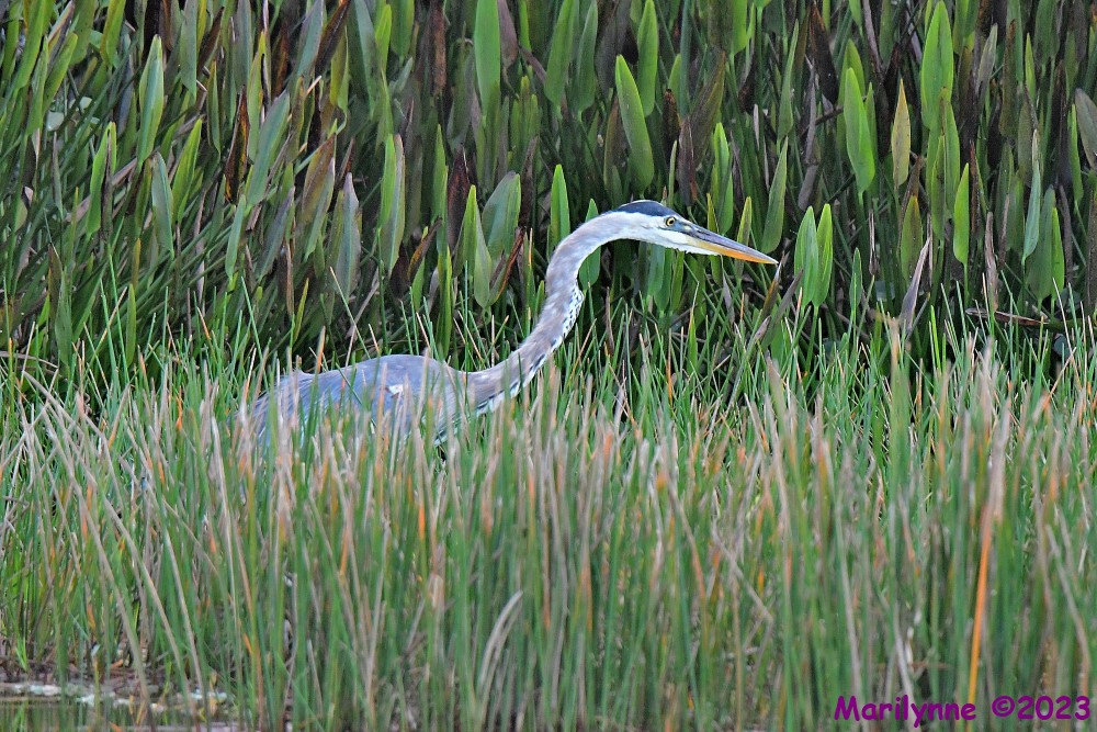 DSC_4823_001.JPG
