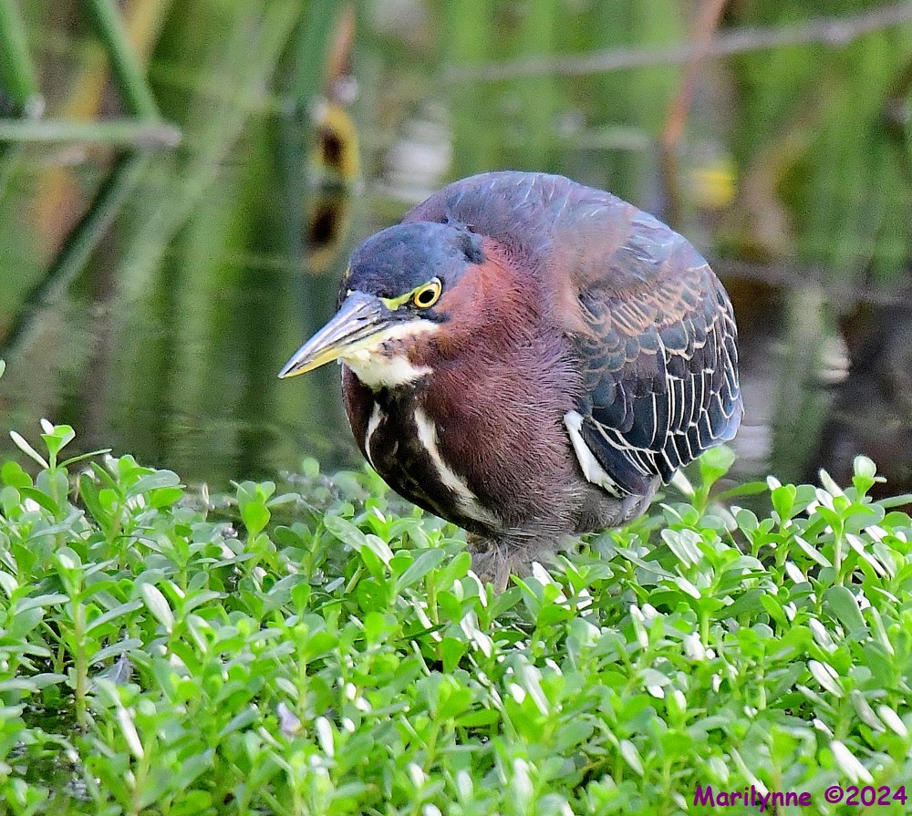 DSC_4825_001.JPG
