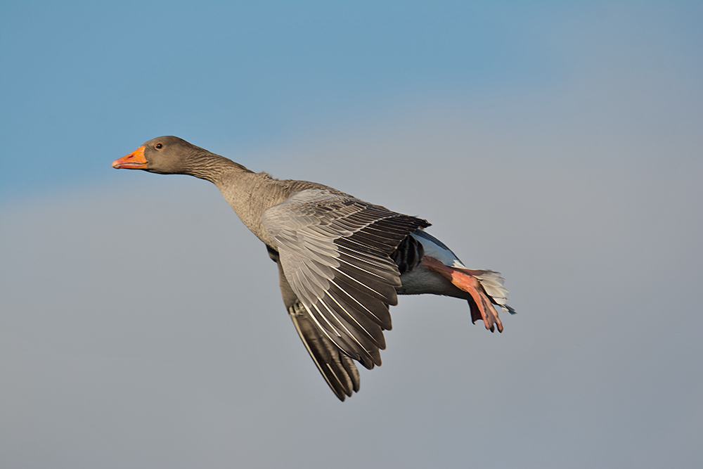 DSC_4826.jpg