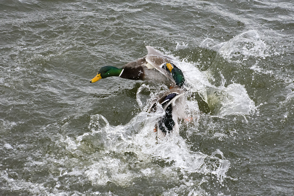 DSC_4826.jpg