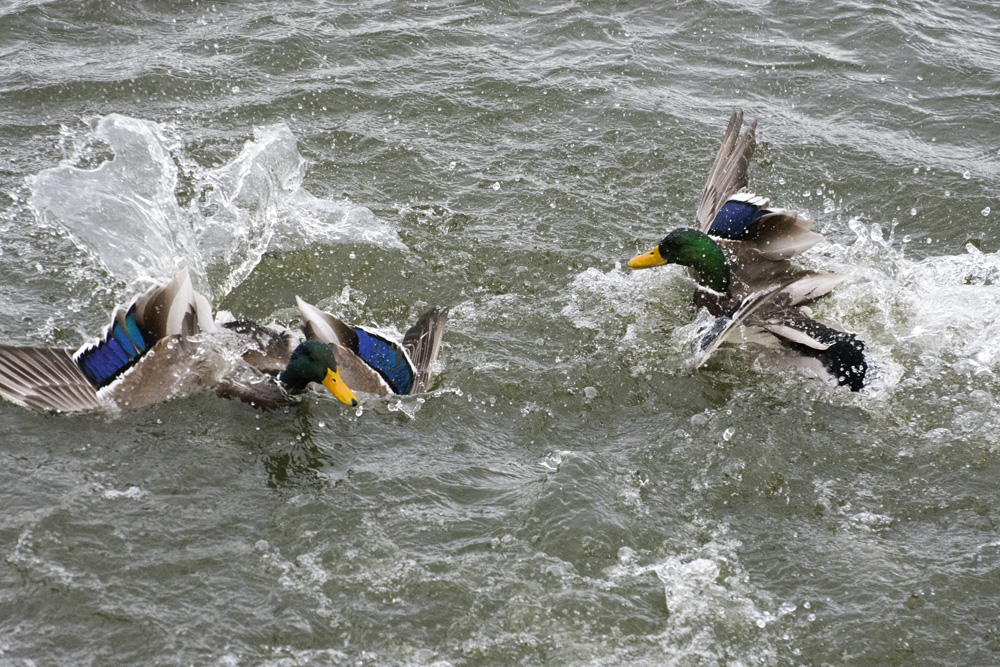 DSC_4827.jpg
