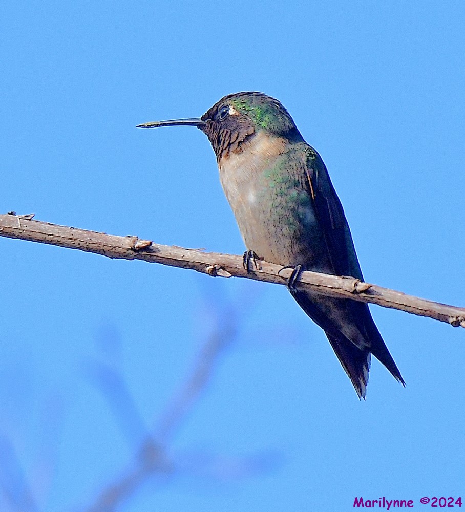 DSC_4827_001.JPG