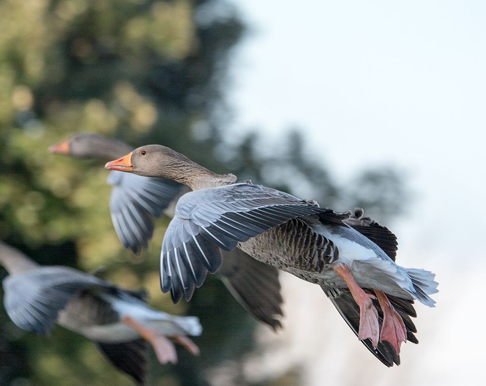 DSC_4829.jpg