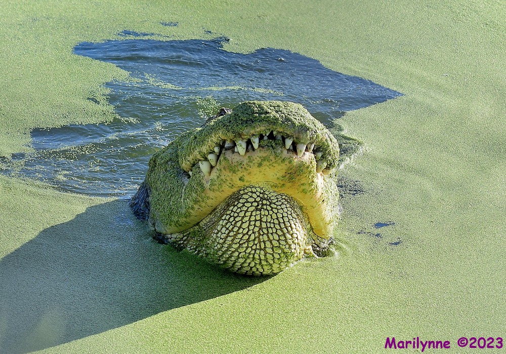 dsc_4832_001-jpg.390047