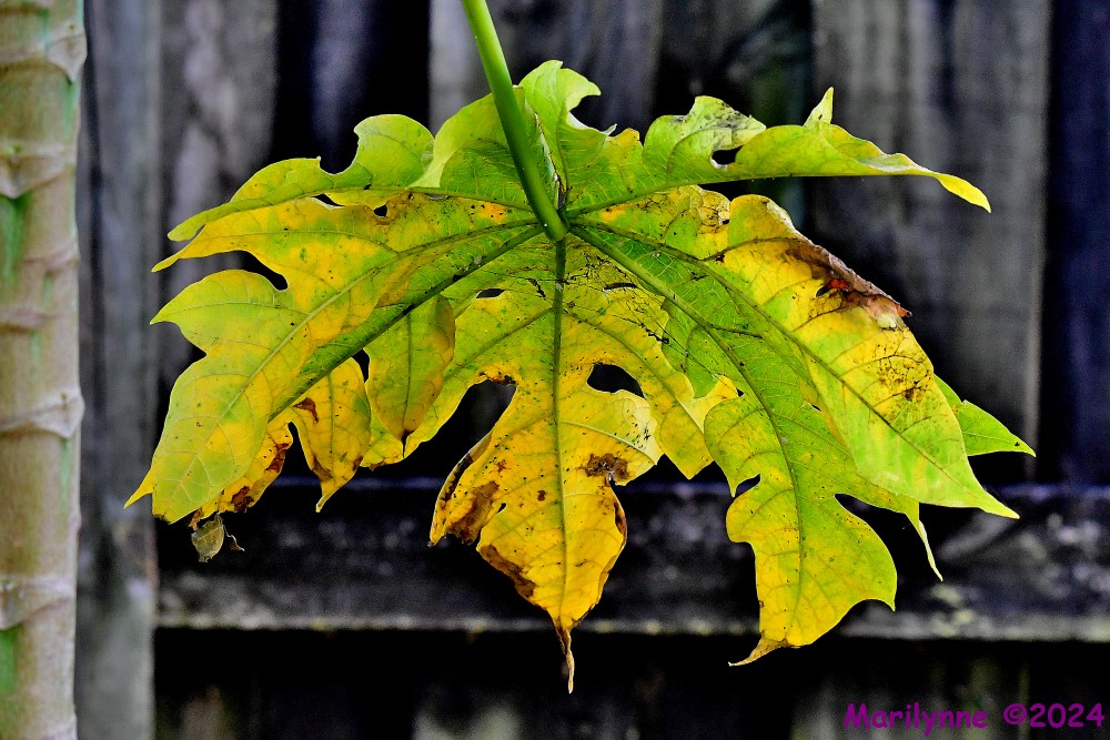 DSC_4832_001.JPG
