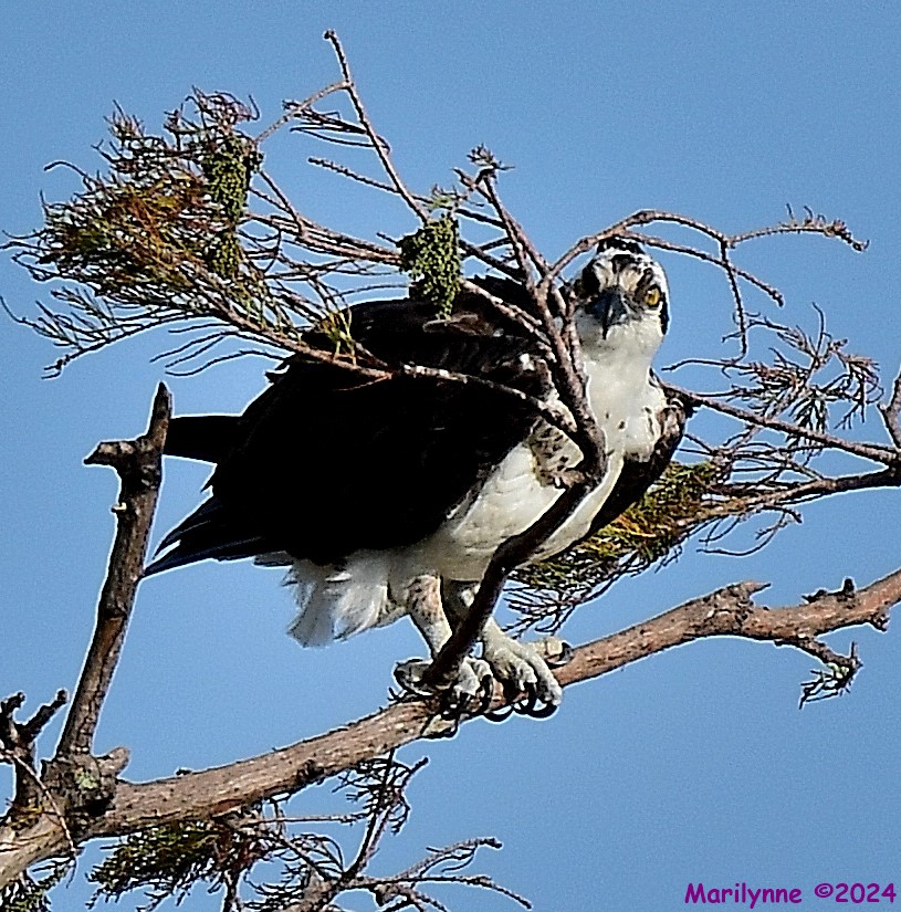 DSC_4833_001.JPG
