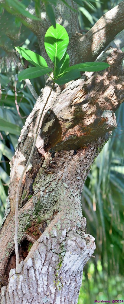 DSC_4835_stitch4_001.JPG