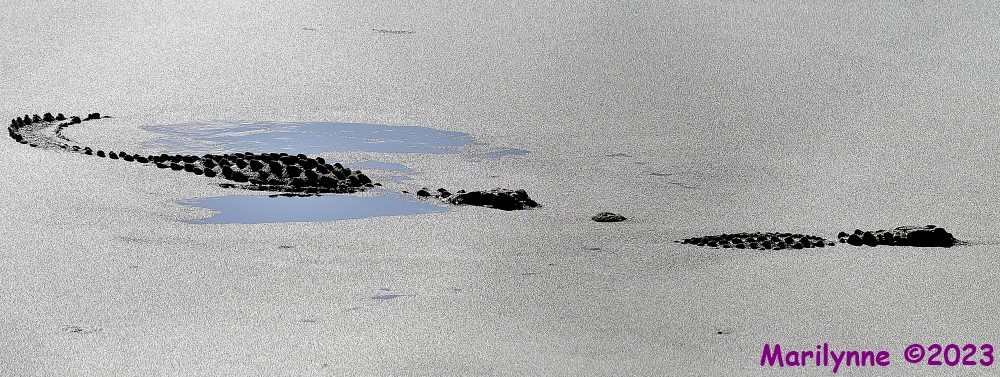 DSC_4836_001.JPG