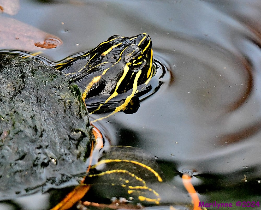 DSC_4836_001.JPG