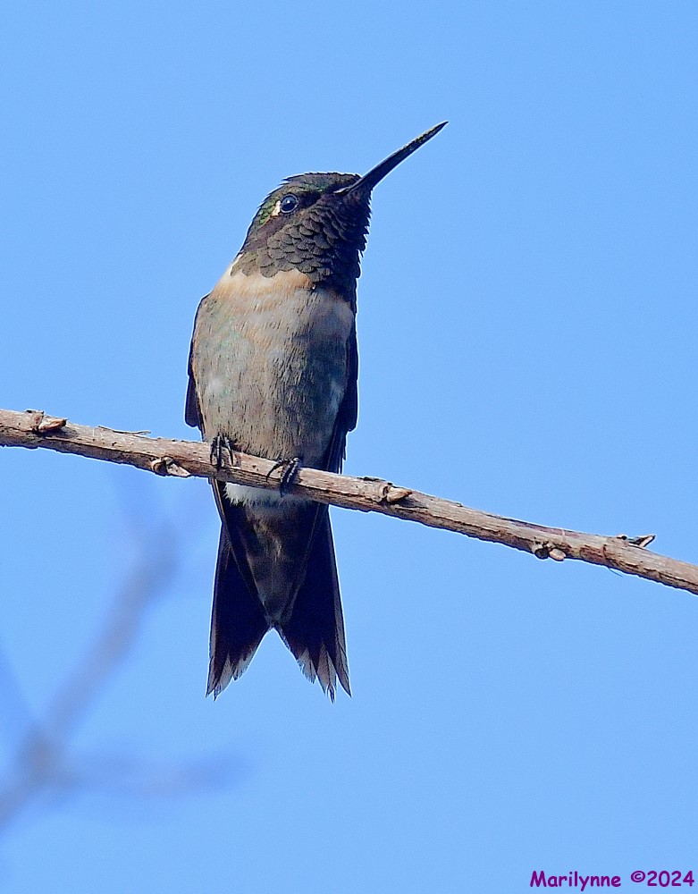 DSC_4837_001.JPG