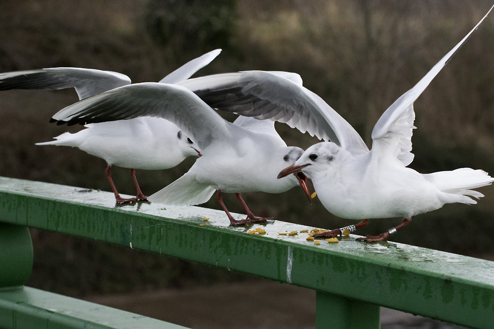 DSC_4839.jpg