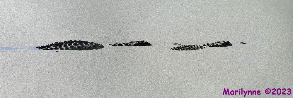 DSC_4839_001.JPG