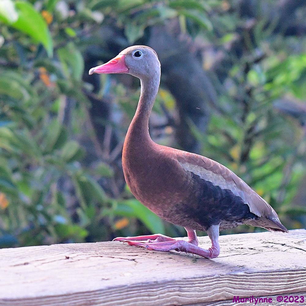 DSC_4839_001.JPG