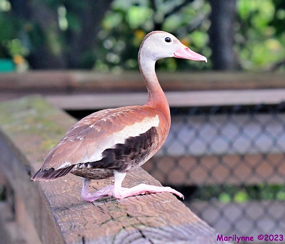 DSC_4844_001.JPG