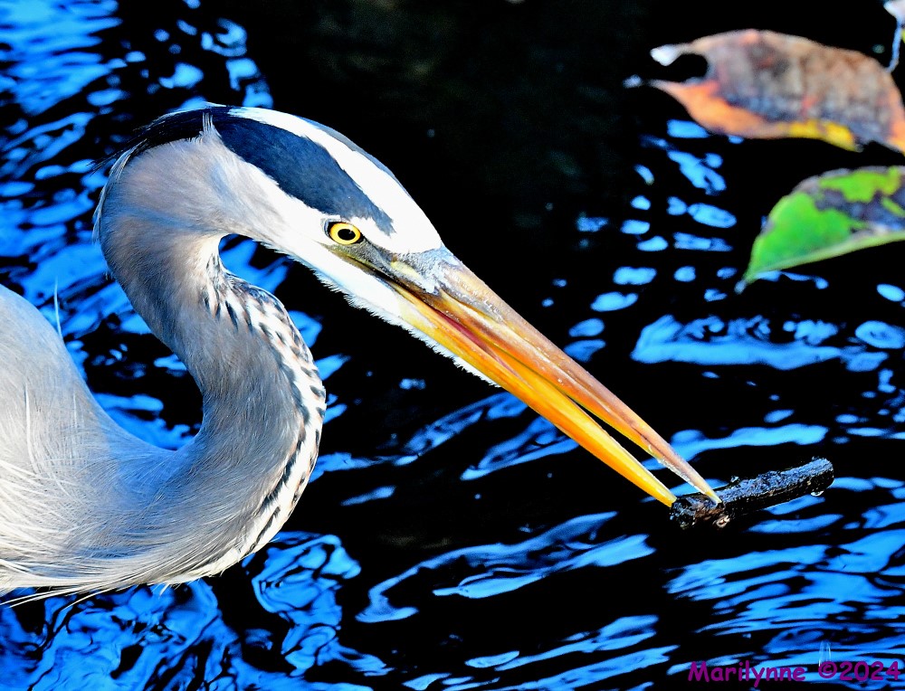 DSC_4844_001.JPG