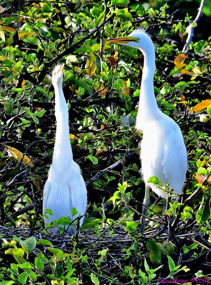 DSC_4847_001.JPG