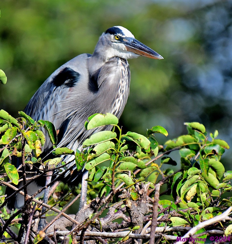 DSC_4851_001.JPG