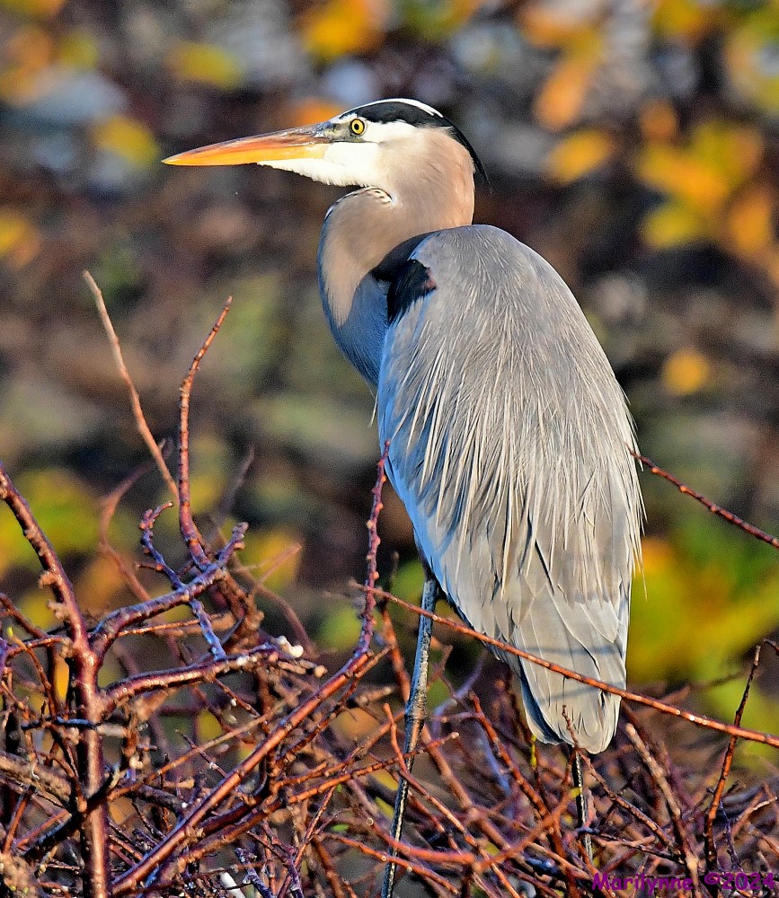DSC_4852_001.JPG