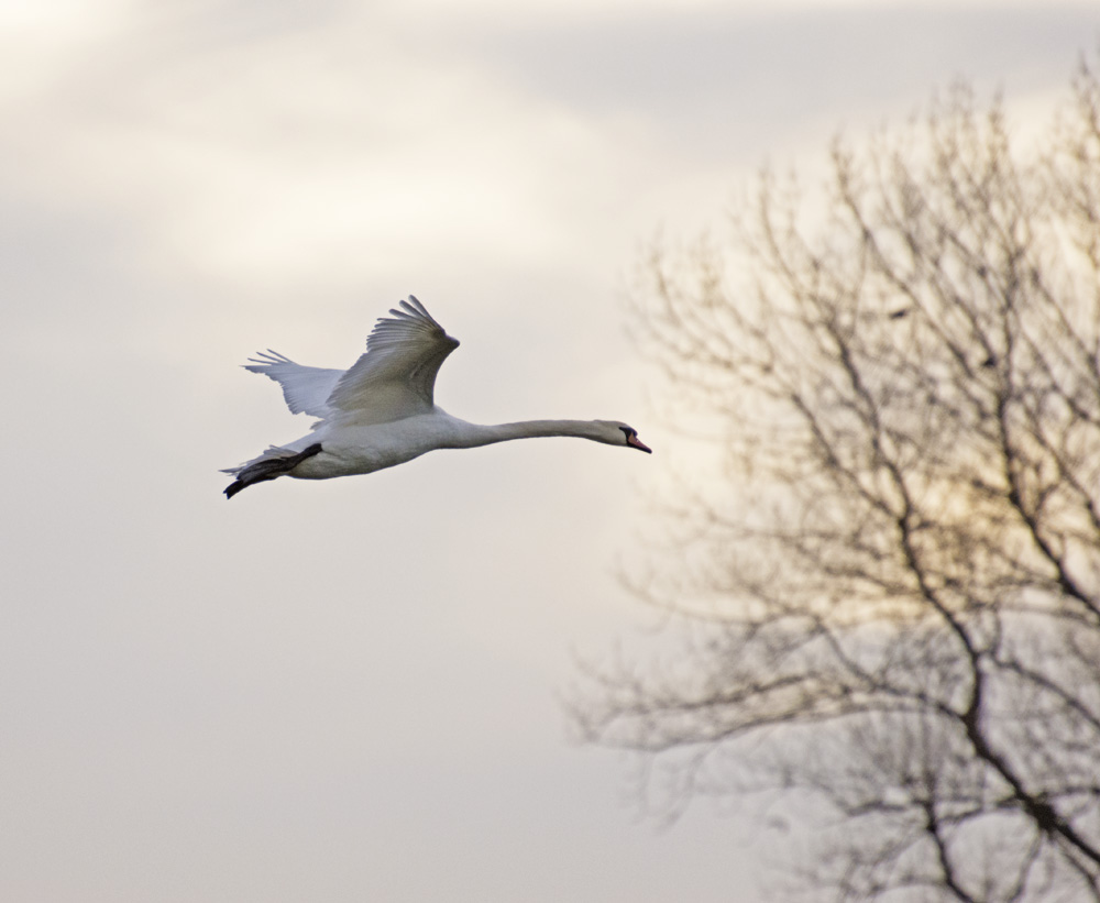 DSC_4854.jpg