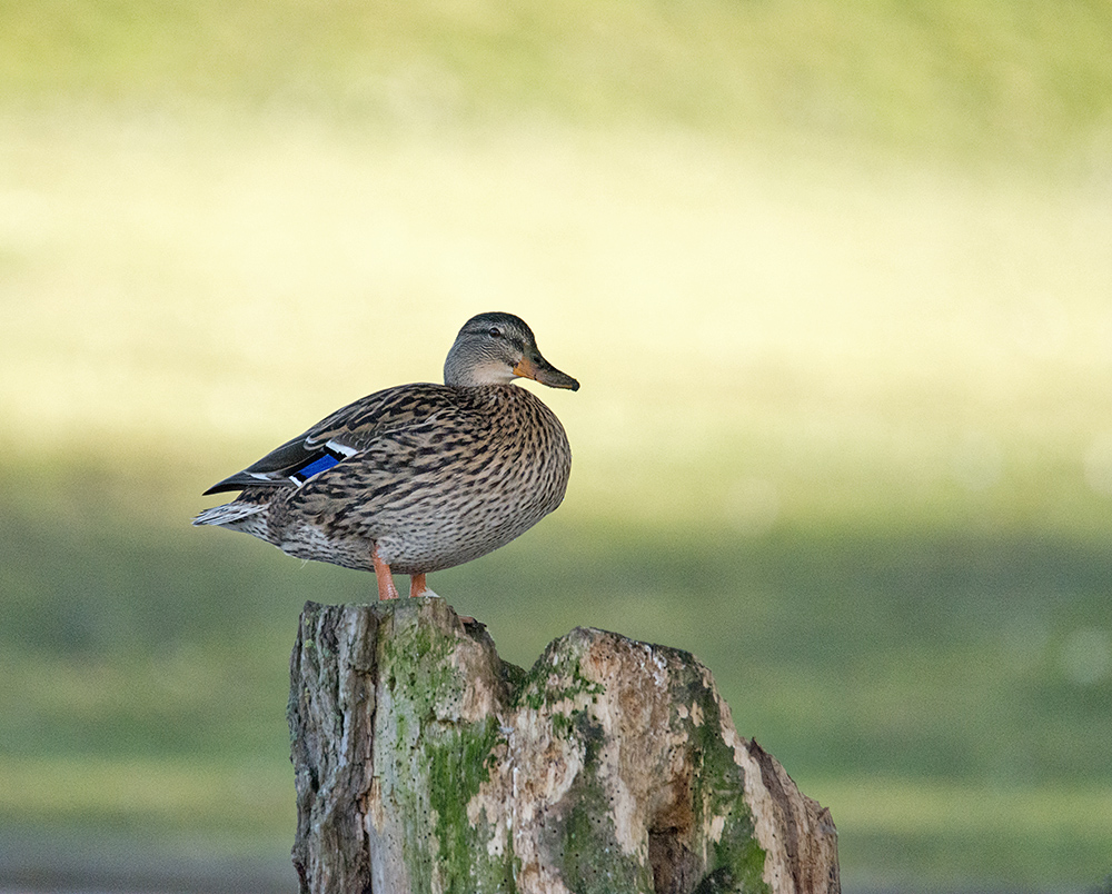 DSC_4855.jpg