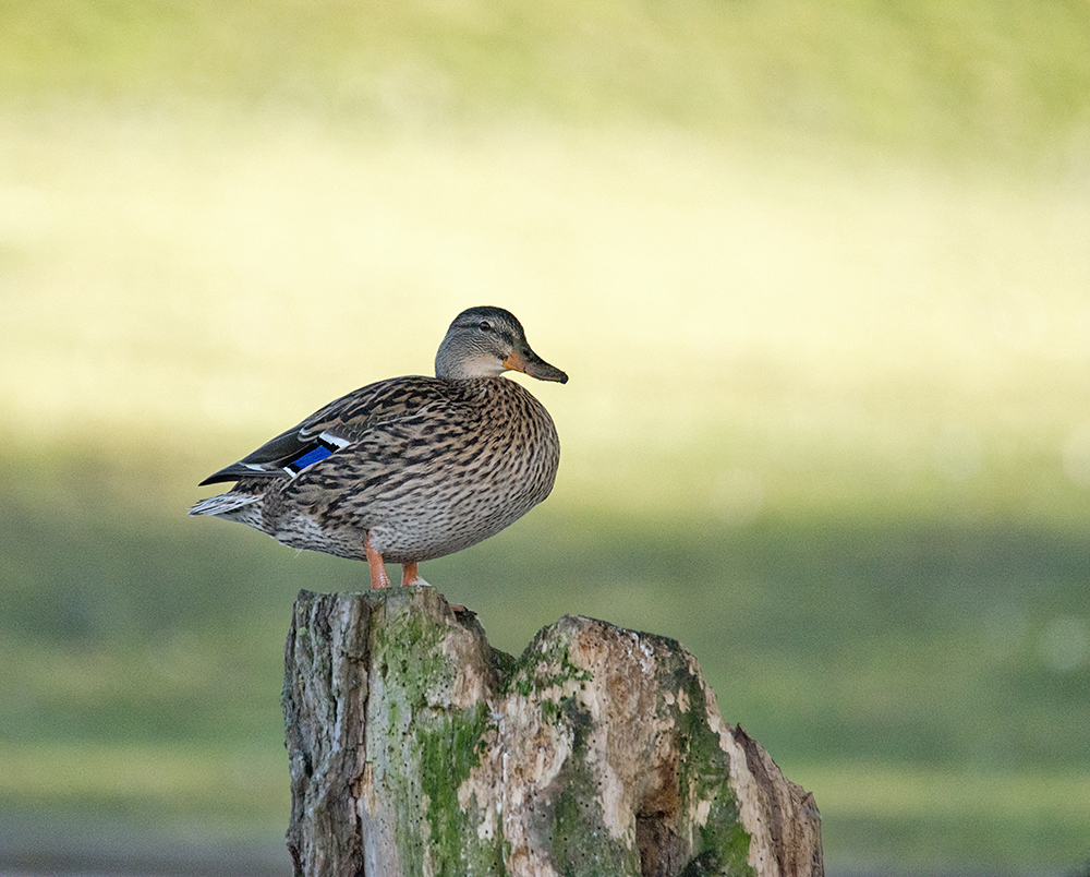 DSC_4855.jpg