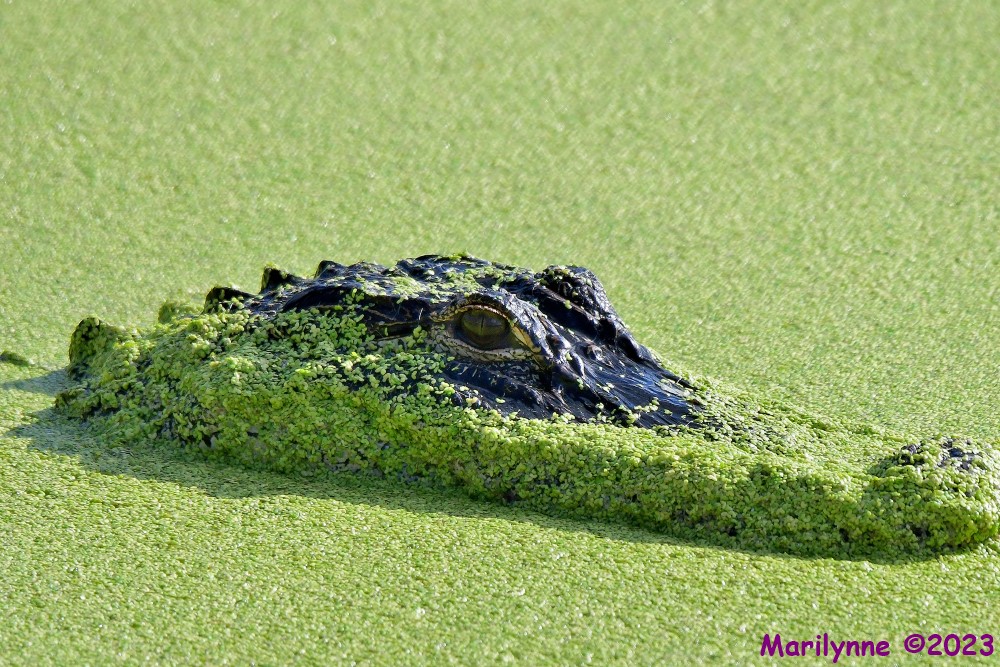 DSC_4855_001.JPG