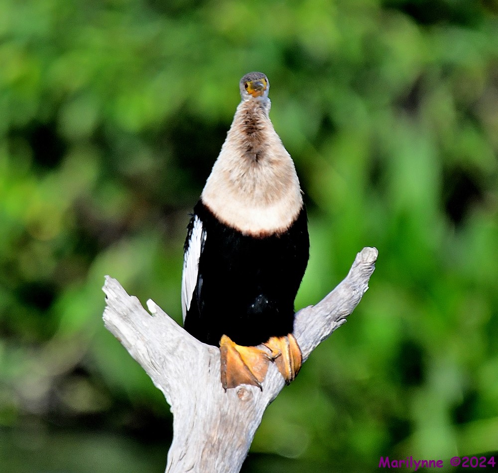 DSC_4855_001.JPG