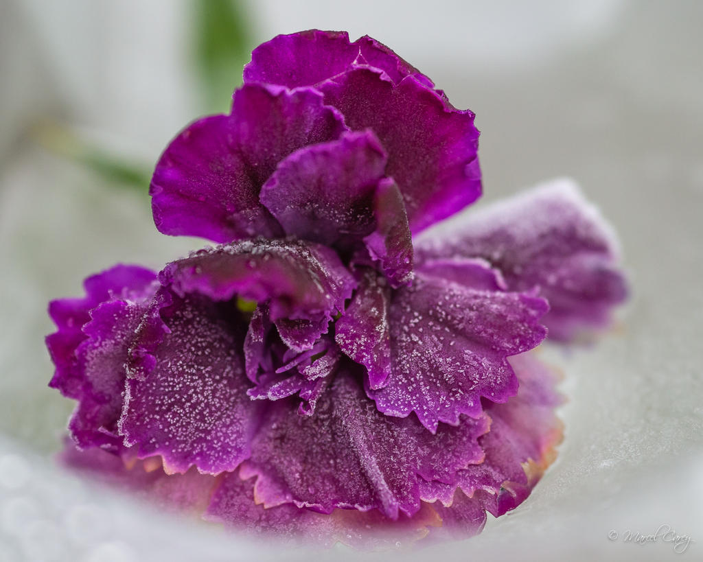 DSC_4858.jpg