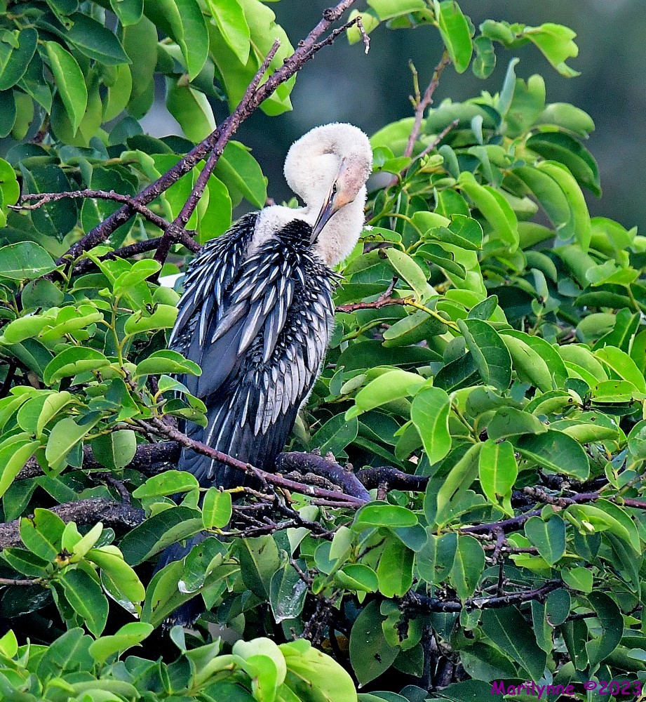 DSC_4860_001.JPG