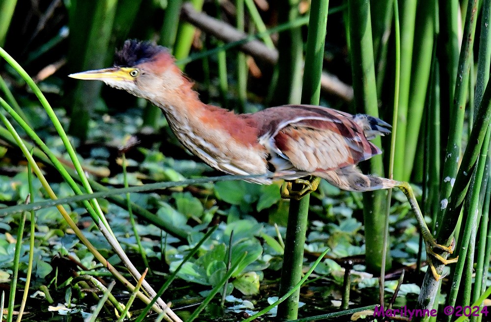 DSC_4860_001.JPG