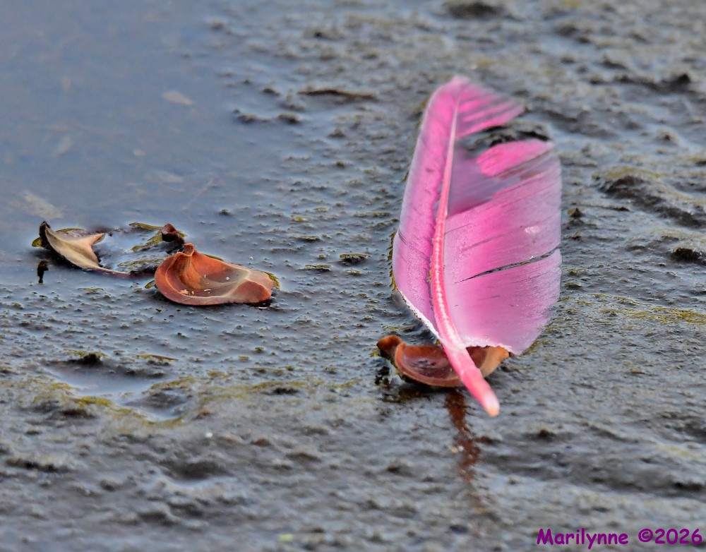 DSC_4862_001.JPG