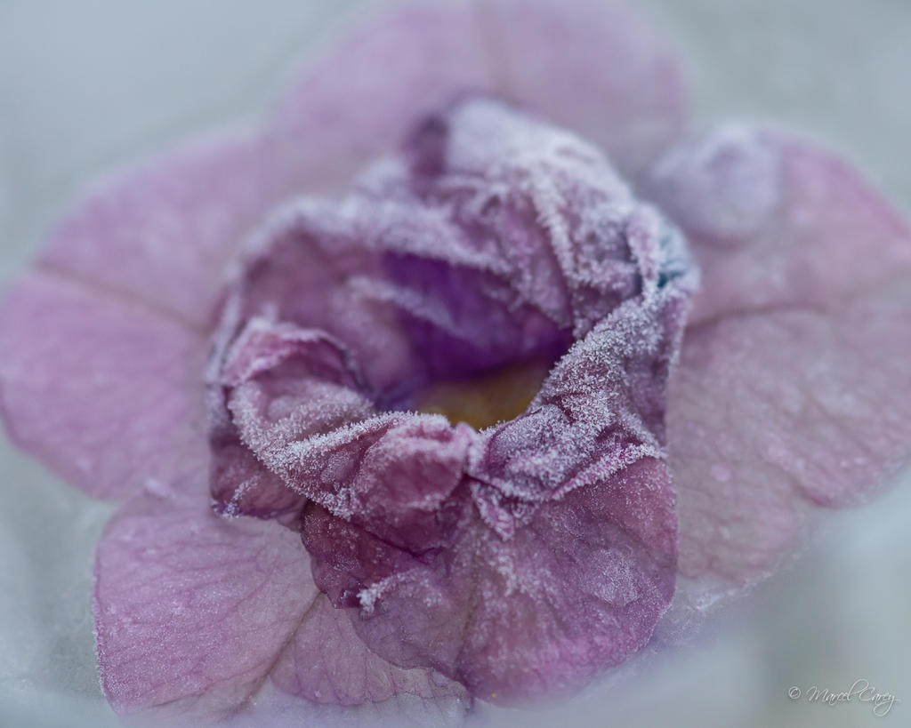 DSC_4863.jpg