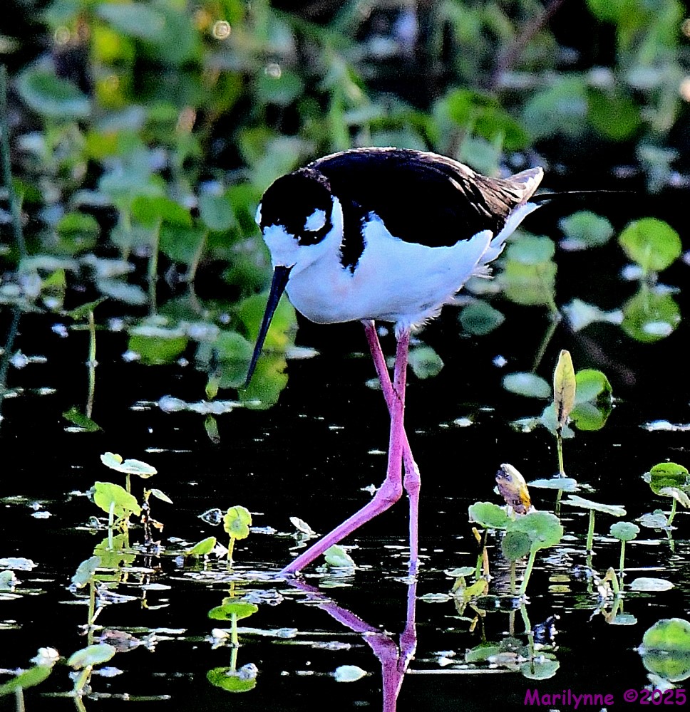 DSC_4864_001.JPG