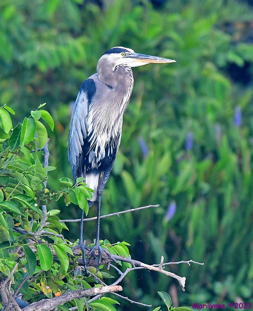 DSC_4865_001.JPG