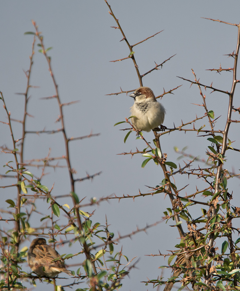DSC_4866.jpg