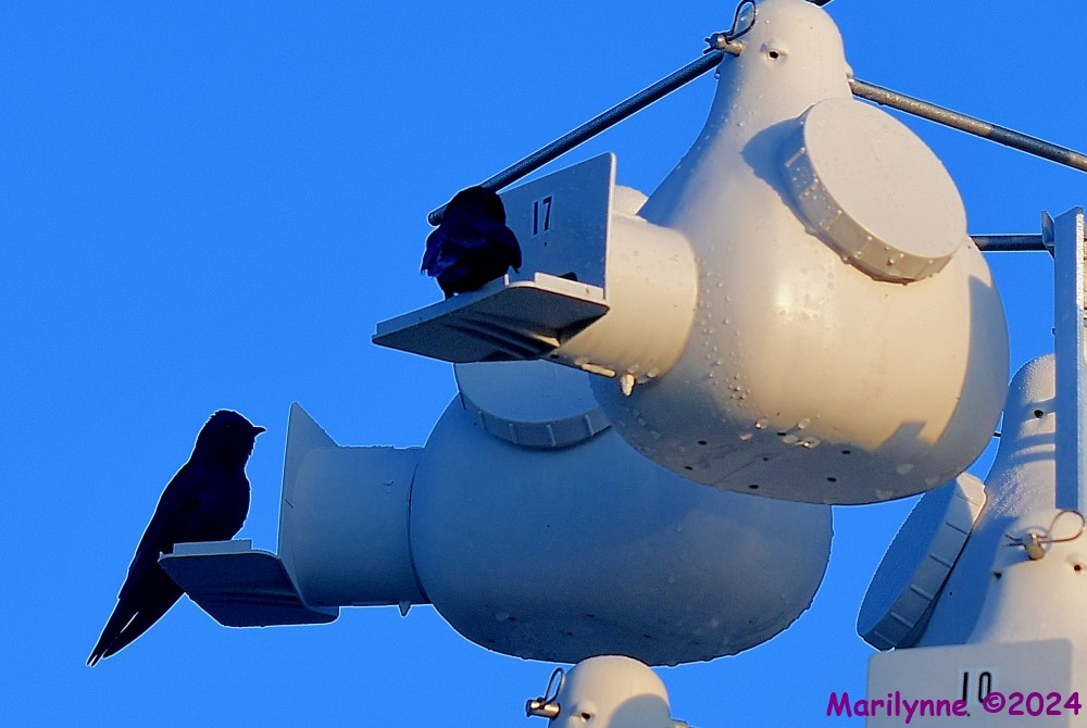 DSC_4869_001.JPG