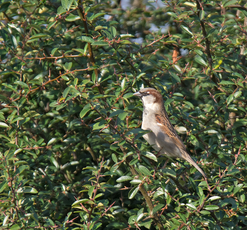 DSC_4870.jpg