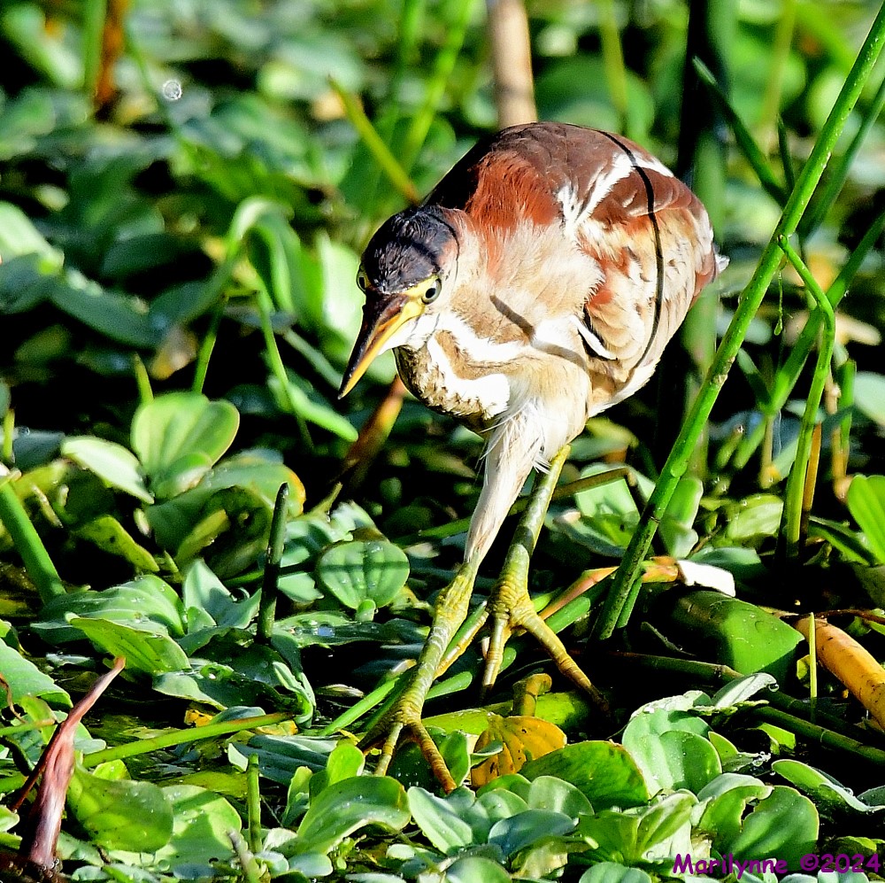 DSC_4870_001.JPG